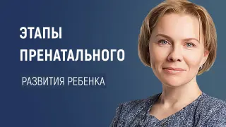 Этапы пренатального развития ребенка в норме, возможные нарушения на каждом из этапов