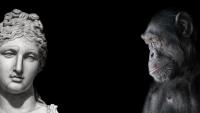 Изображение-заглушка для вебинара Человек и шимпанзе: их разница и сходство