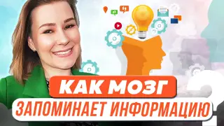 Как мозг запоминает информацию?