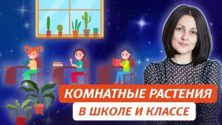 Комнатные растения в образовательном пространстве: как правильно выбрать и использовать их в школе и классе